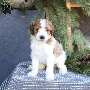 Asher, Mini Goldendoodle Puppy
